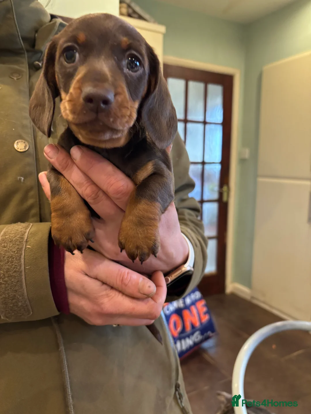 Dachshund dogs for sale: Dachshund puppies - Advert 10