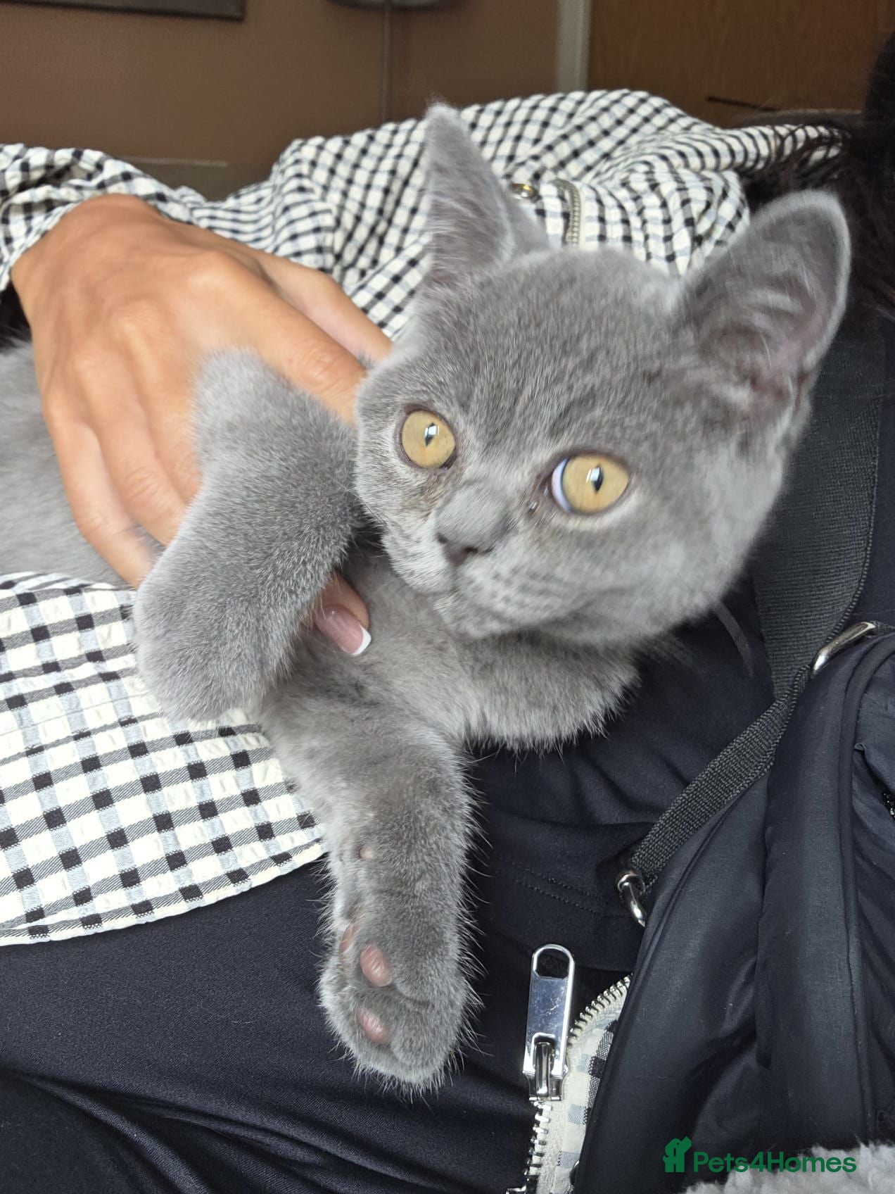 British Shorthair cats British short hair kitten male - Advert 6
