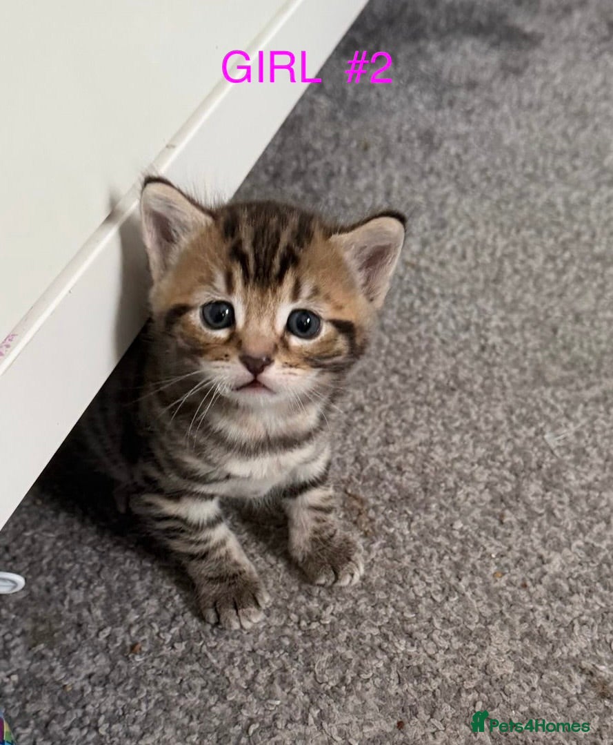 Mixed Breed cats 3 Stunning half bengal + Tabby Kittens - Advert 11