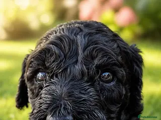 Labradoodle dogs Black Multigen Labradoodle Puppy health checked - Advert 1