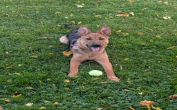 Mixed Breed dogs for sale: 6 month old female German shepherd cross  - Image 2