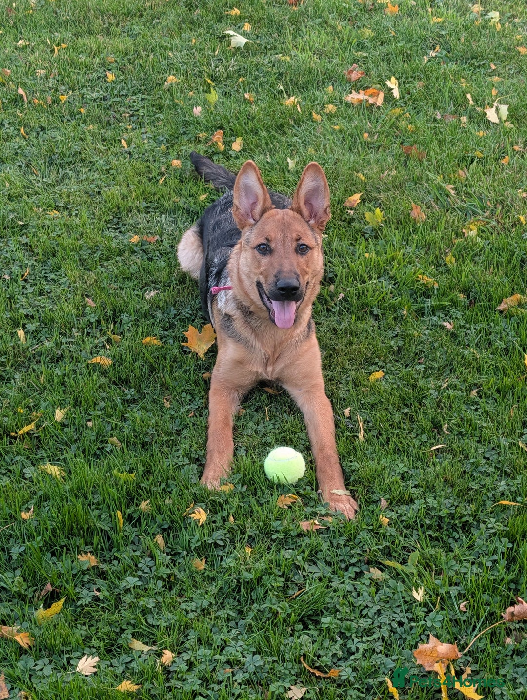 Mixed Breed dogs for sale: 6 month old female German shepherd cross  - Image 2