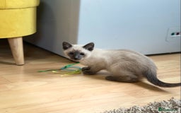 Siamese cats for sale: SIAMESE KITTENS - Image 8