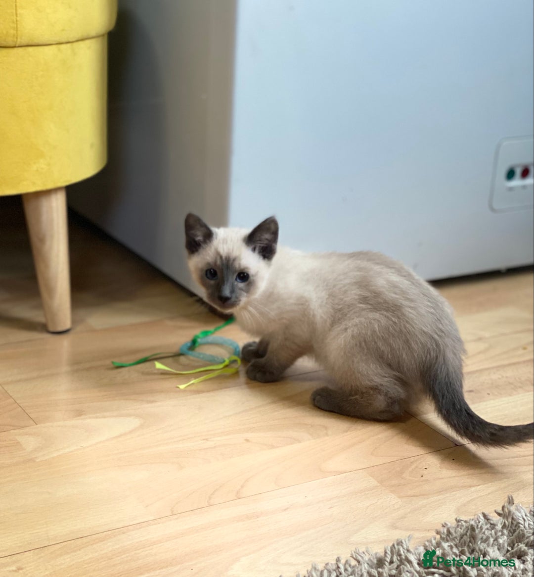 Siamese cats for sale: SIAMESE KITTENS - Image 8