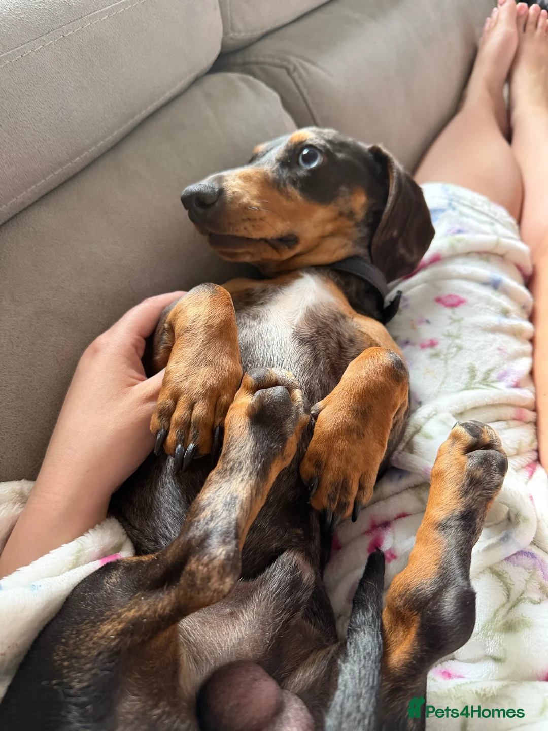 Miniature Dachshund dogs for sale: miniature dachshund 20months old - Advert 2