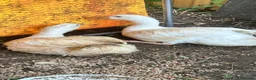 Geese poultry for sale: Bonded pair unrelated male female embden goose  - Advert 3