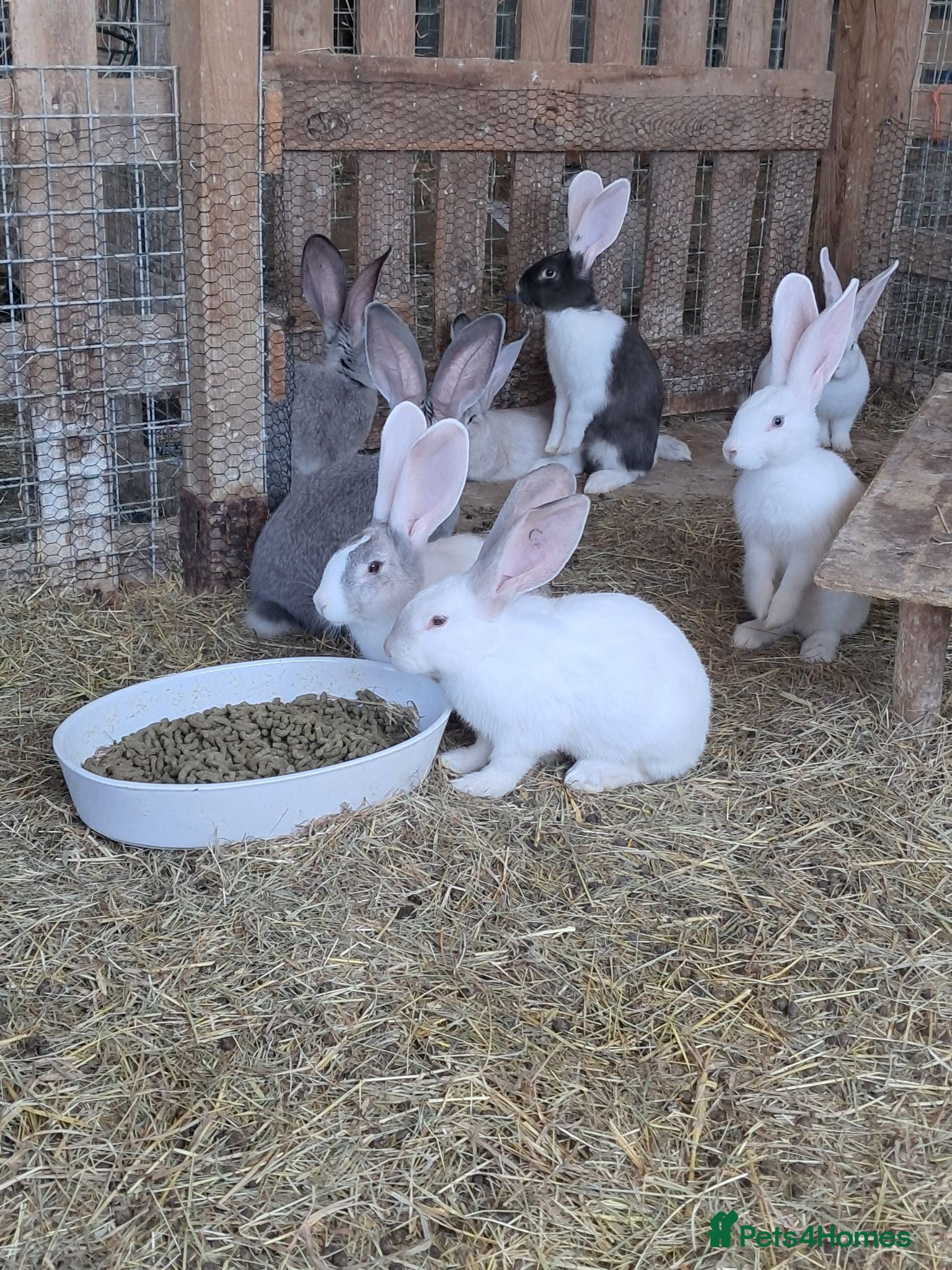 Continental Giant rabbits Continental giants - Advert 18