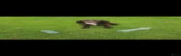 Cocker Spaniel dogs for sale: Health tested working cocker spaniels  in Durham - Advert 11