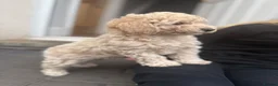 Toy Poodle dogs for sale: Meet Parker-our beautiful little cream poodle boy - Advert 3