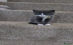 British Shorthair cats for sale: Beautiful British short hair  - Image 19