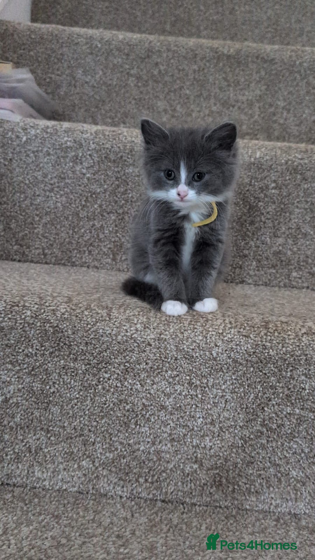 British Shorthair cats for sale: Beautiful British short hair  - Image 19