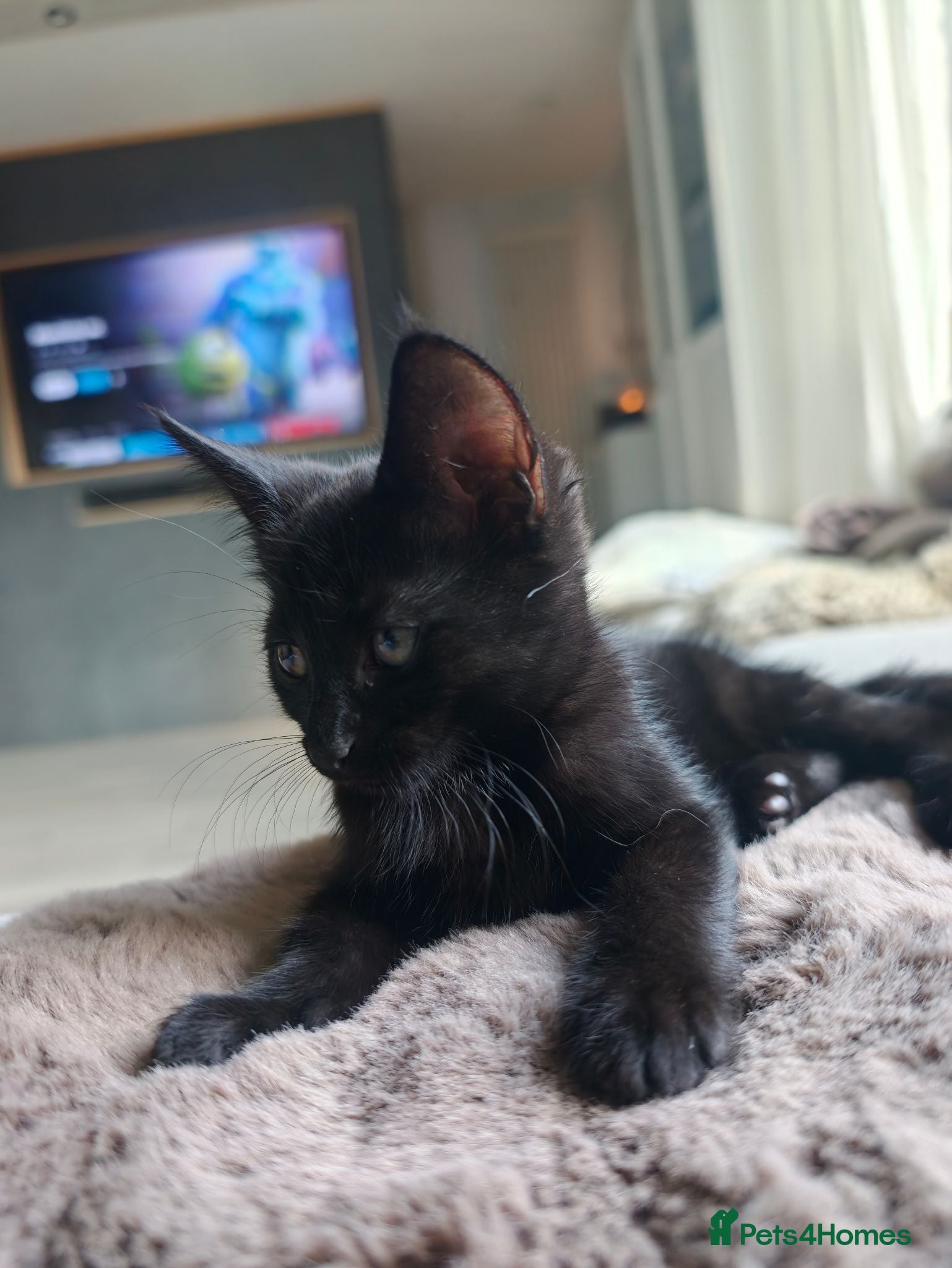 Mixed Breed cats Mixed Maine Coon Kittens, Black Stripes :) - Advert 1
