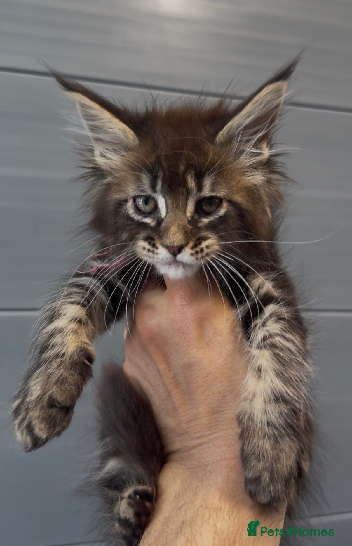 Maine Coon cats XL black smoke black maine coon kittens - Advert 2