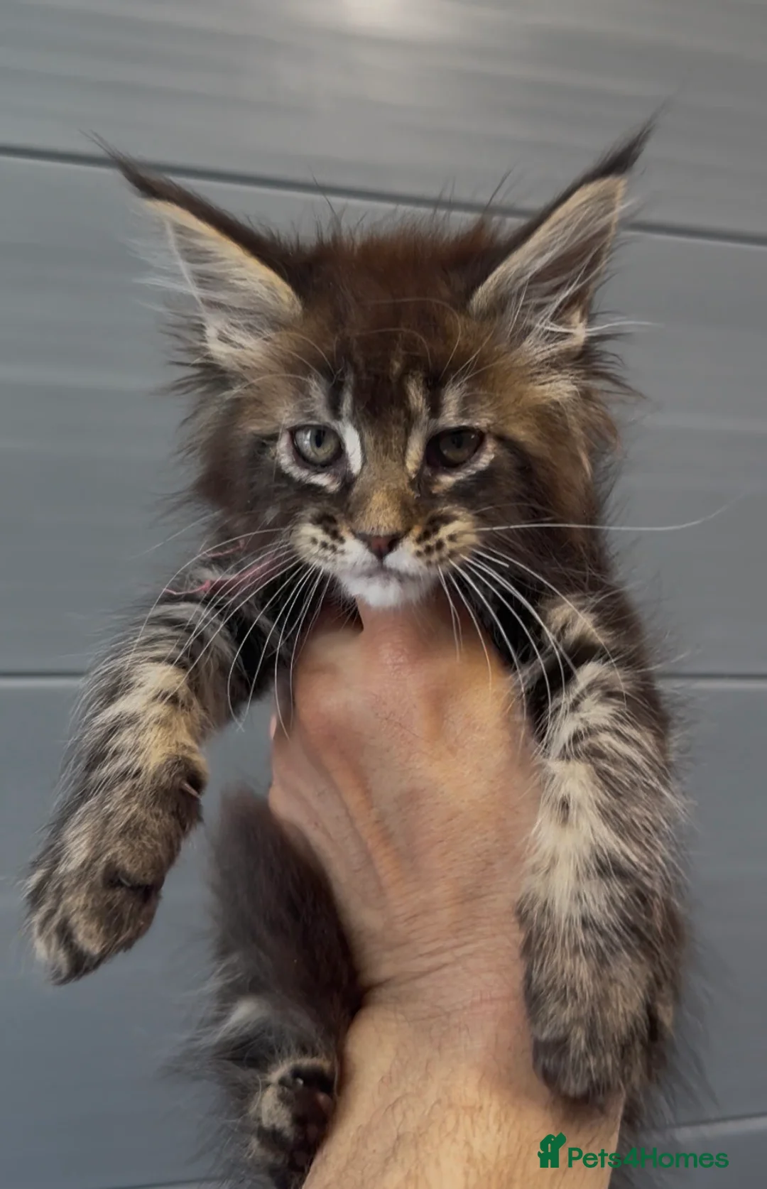 Maine Coon cats for sale: XL black smoke black maine coon kittens - Advert 2