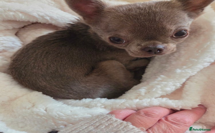 Chihuahua dogs - Advert 5