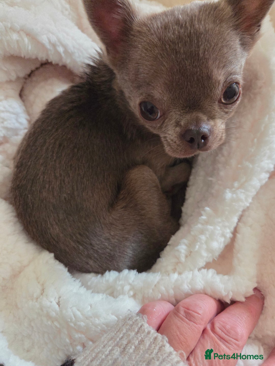 Chihuahua dogs for sale: Blue female chihuahua  - Image 1