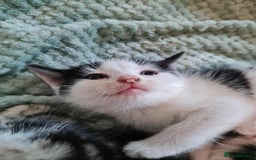 Mixed Breed cats for sale: Kittens - Image 3