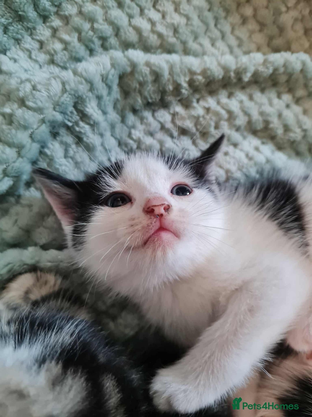 Mixed Breed cats for sale: Kittens - Image 3