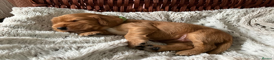 Cocker Spaniel Puppy 5 (Golden)