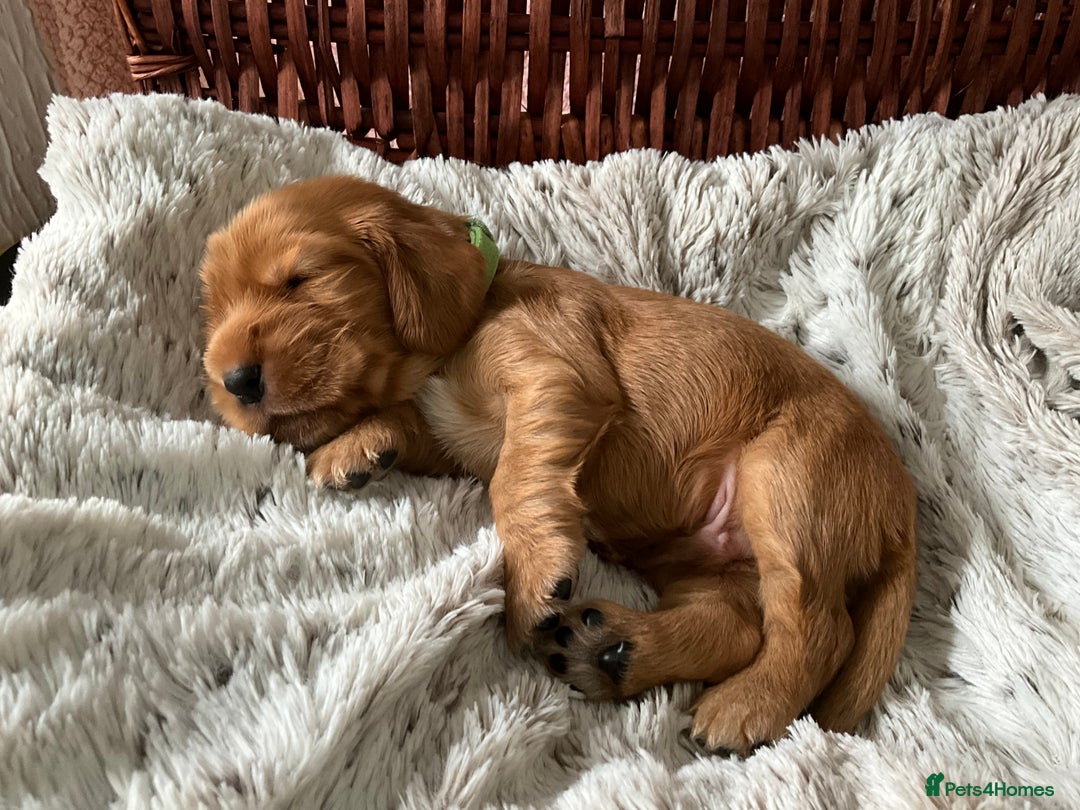 Cocker Spaniel dogs for sale: Champion bloodline KC Show Cocker Spaniel Puppies - Image 8
