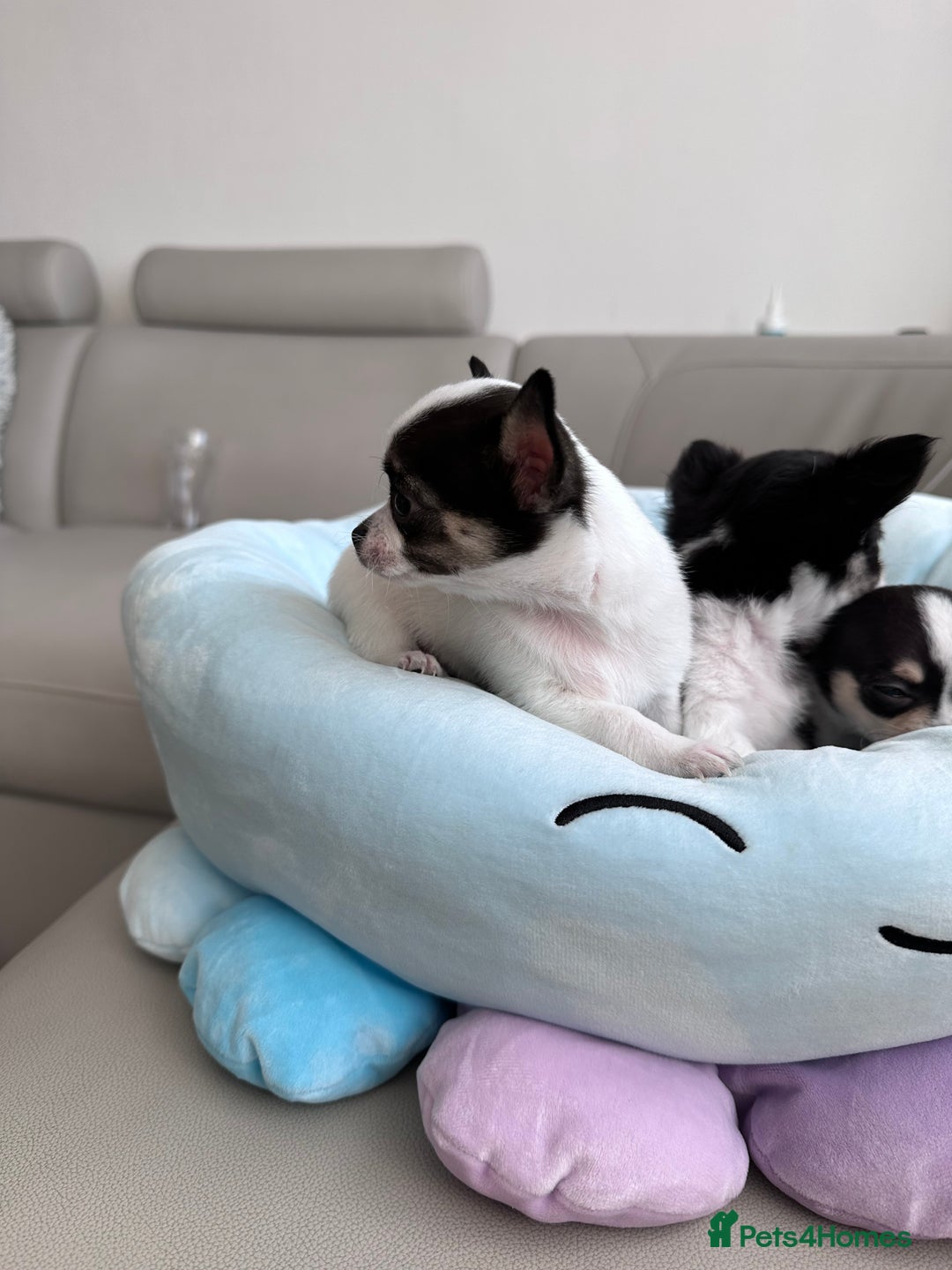 Chihuahua dogs for sale: Chihuahua  - Image 15