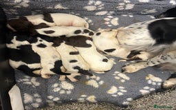 English Springer Spaniel dogs for sale: KC registered Springer spaniels puppies  - Image 3