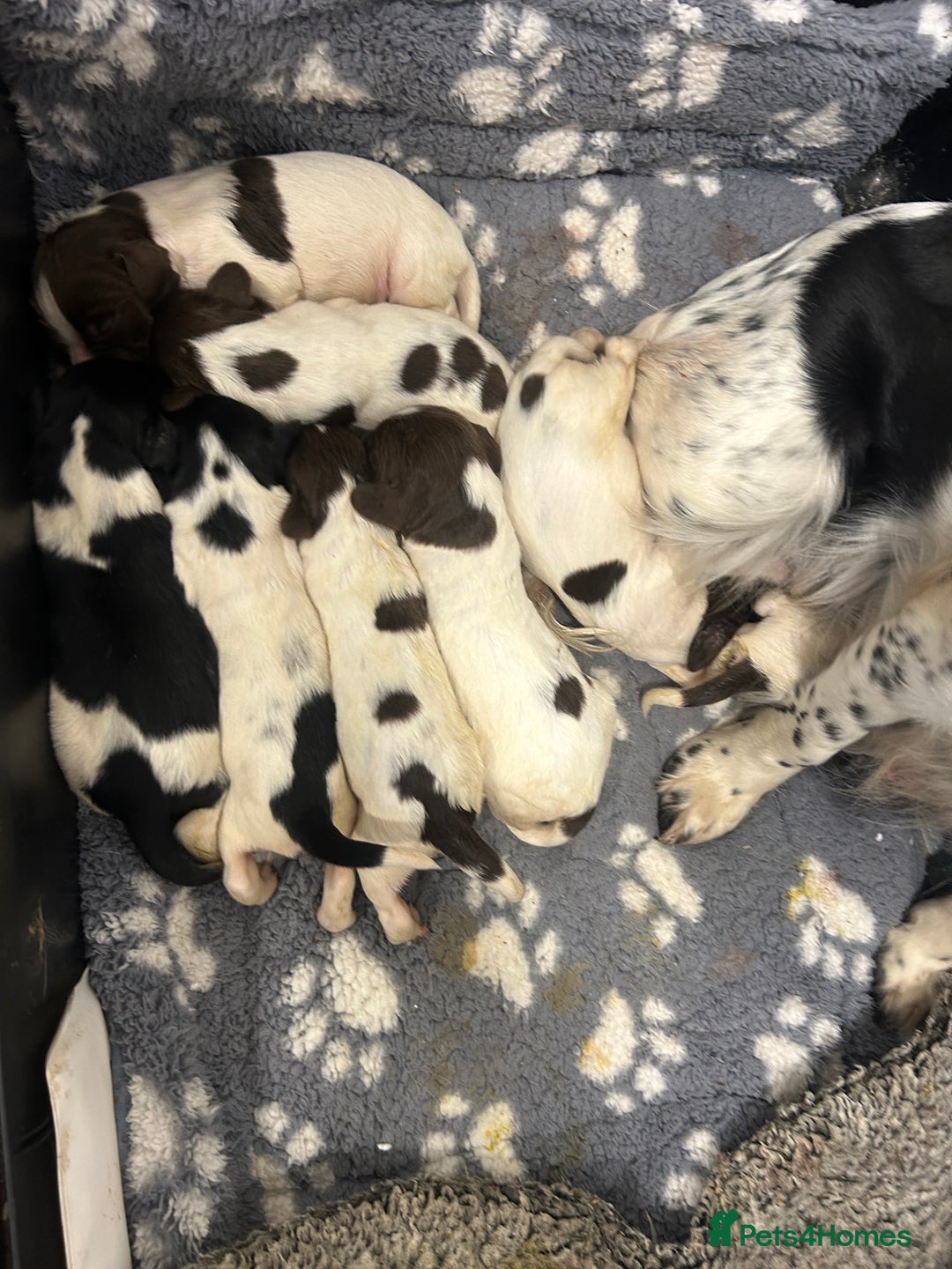English Springer Spaniel dogs for sale: KC registered Springer spaniels puppies  - Image 3