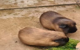 Guinea Pig rodents for sale: URGENT rehoming 1 male guinea pig - Image 1