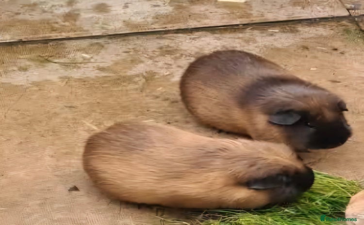 Guinea Pig rodents - Advert 1