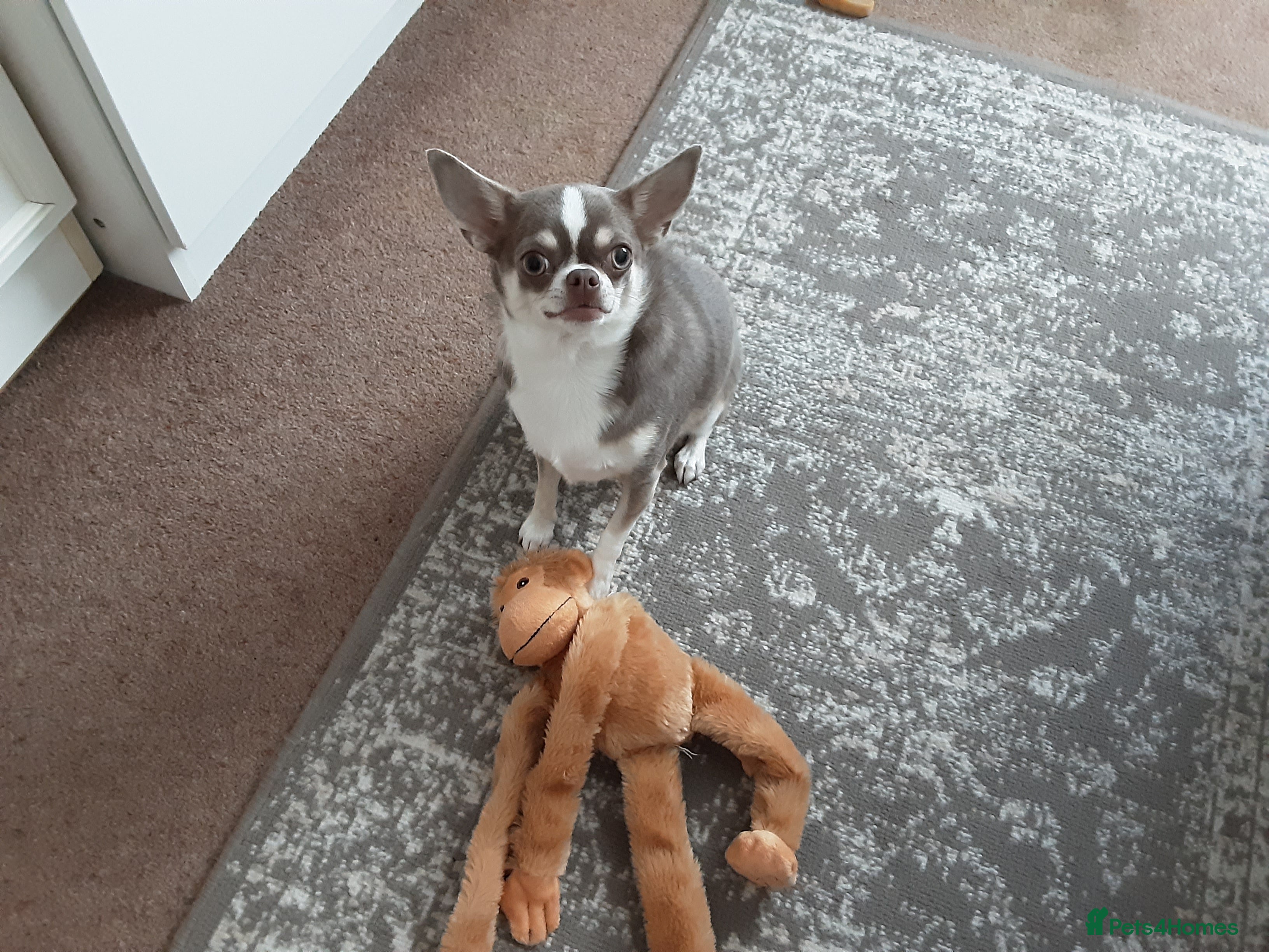 Chihuahua dogs Poppy - Advert 3