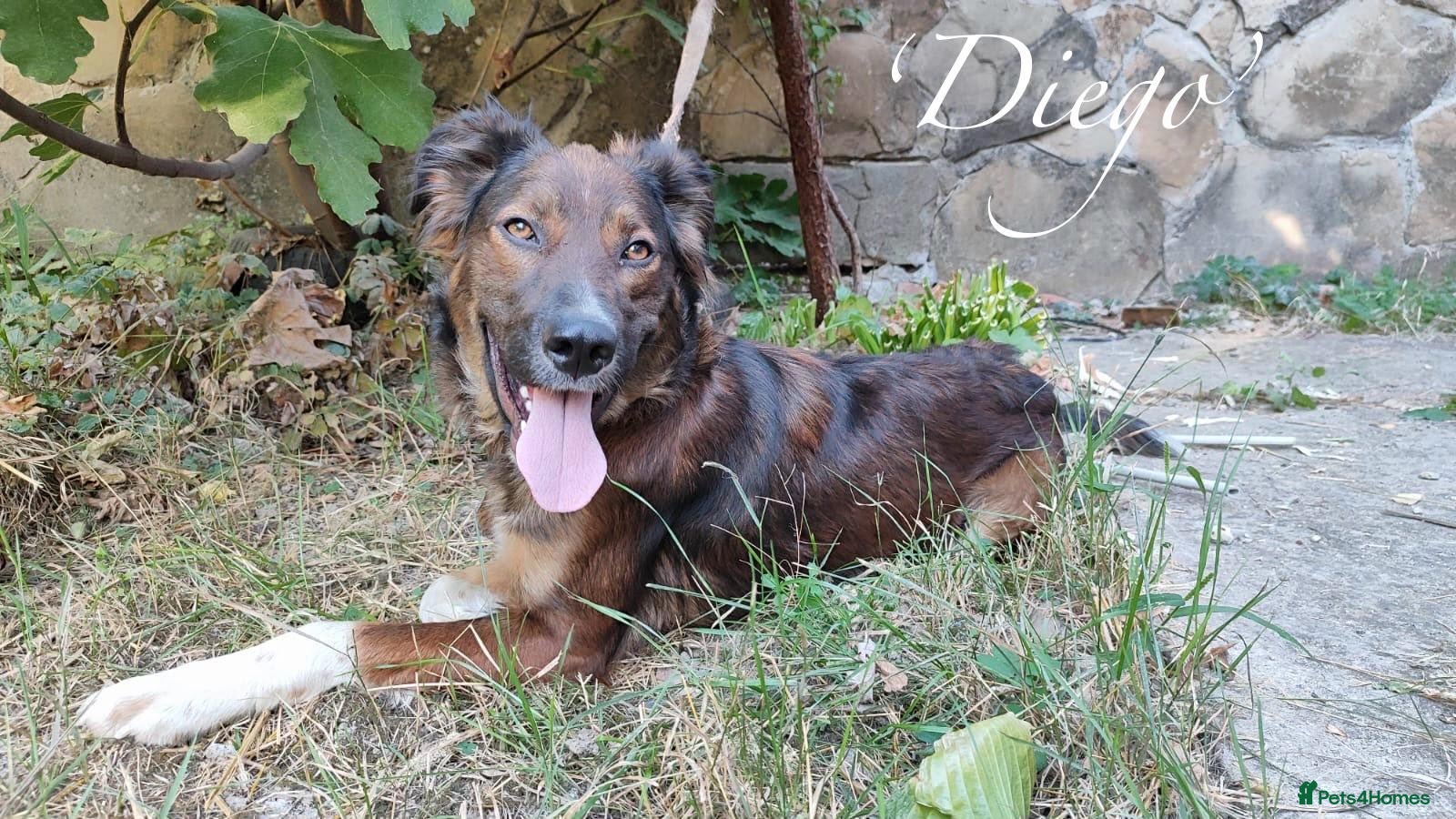 Mixed Breed dogs Diego, 1-2 yrs old. Available for adoption. - Advert 1