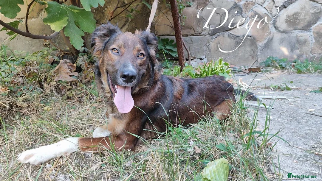 Mixed Breed dogs for adoption: Diego, 1-2 yrs old. Available for adoption. in Brixham - Advert 1