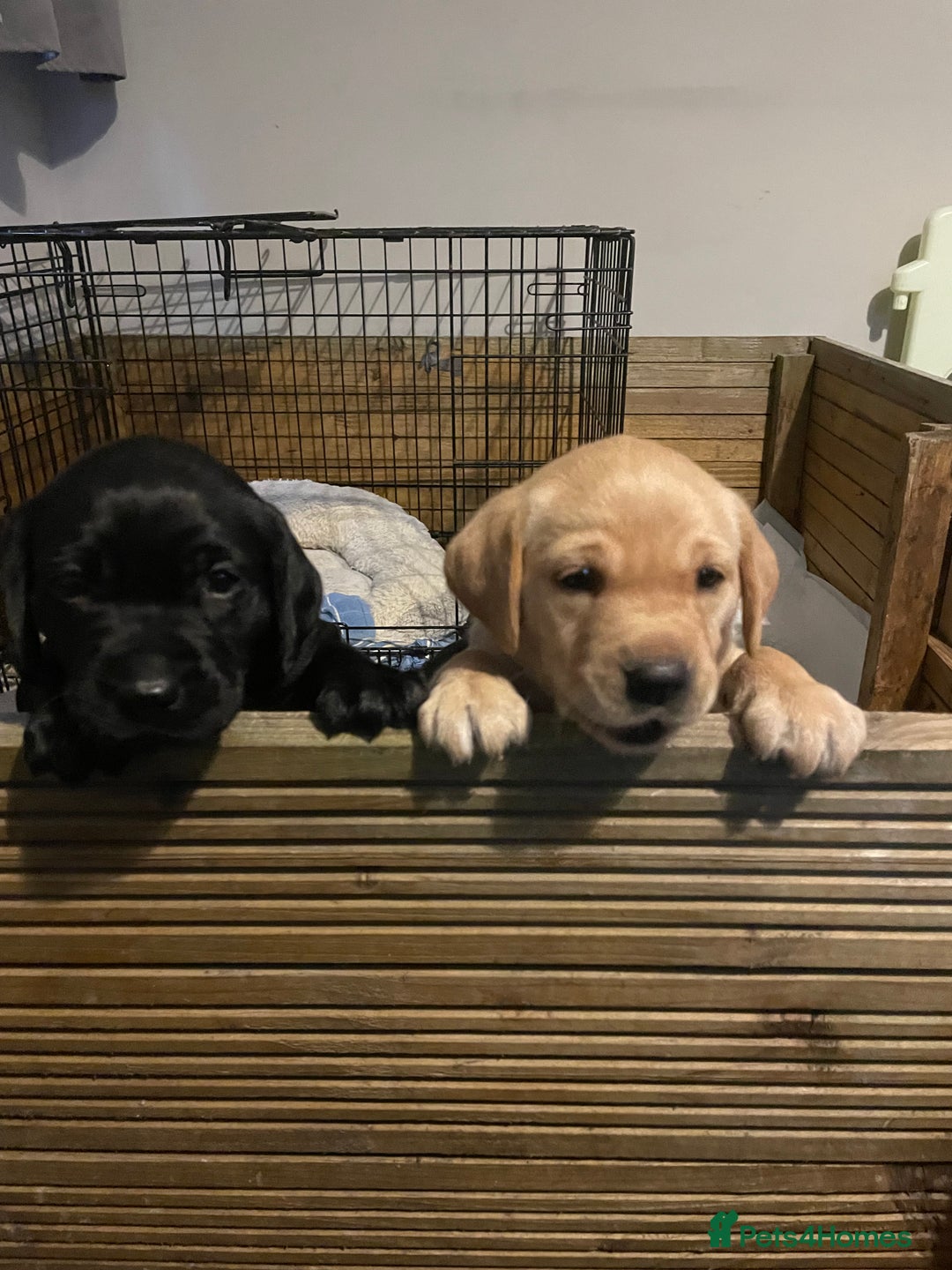 Labrador Retriever dogs for sale: Labrador pup - Advert 2
