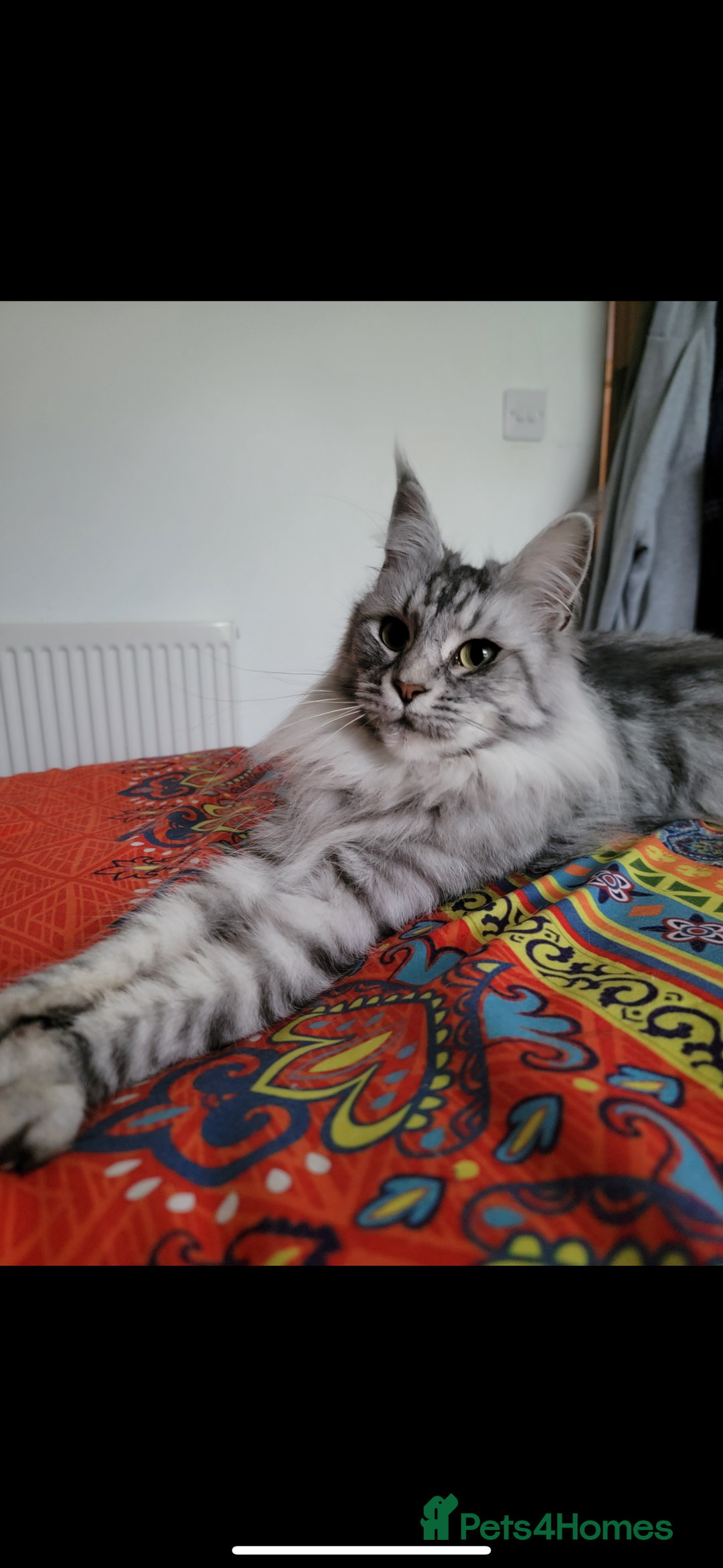 Maine Coon cats for sale: Maine Coon Kittens - Advert 1