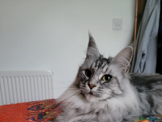 Maine Coon cats Maine Coon Kittens - Advert 1