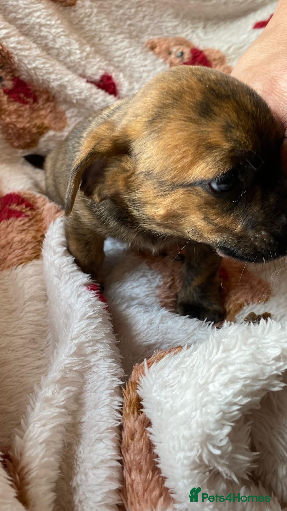 Mixed Breed dogs Dachsund  - Advert 1