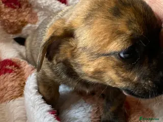 Mixed Breed dogs Dachsund - Advert 1