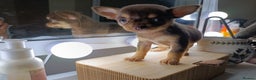 Chihuahua dogs for sale: 1 boys 3 girl pedigree chihuahua - Advert 28