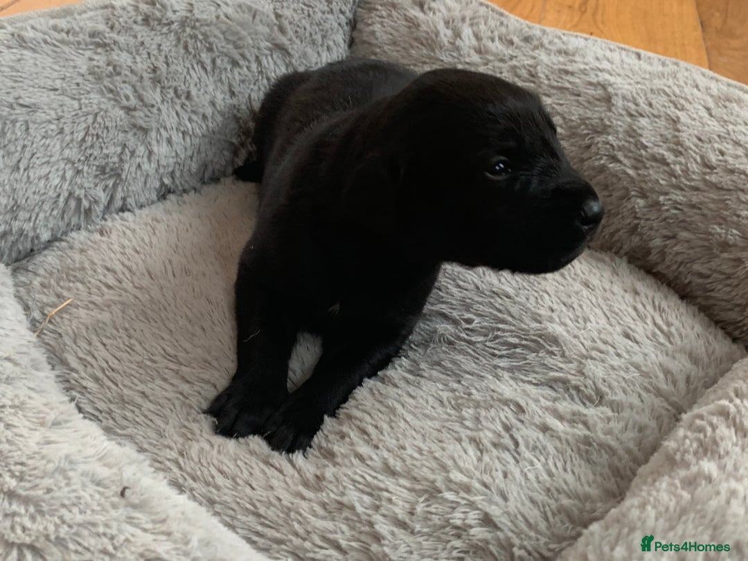 Mixed Breed dogs for sale: Labradoodle greyhound mix  - Advert 5