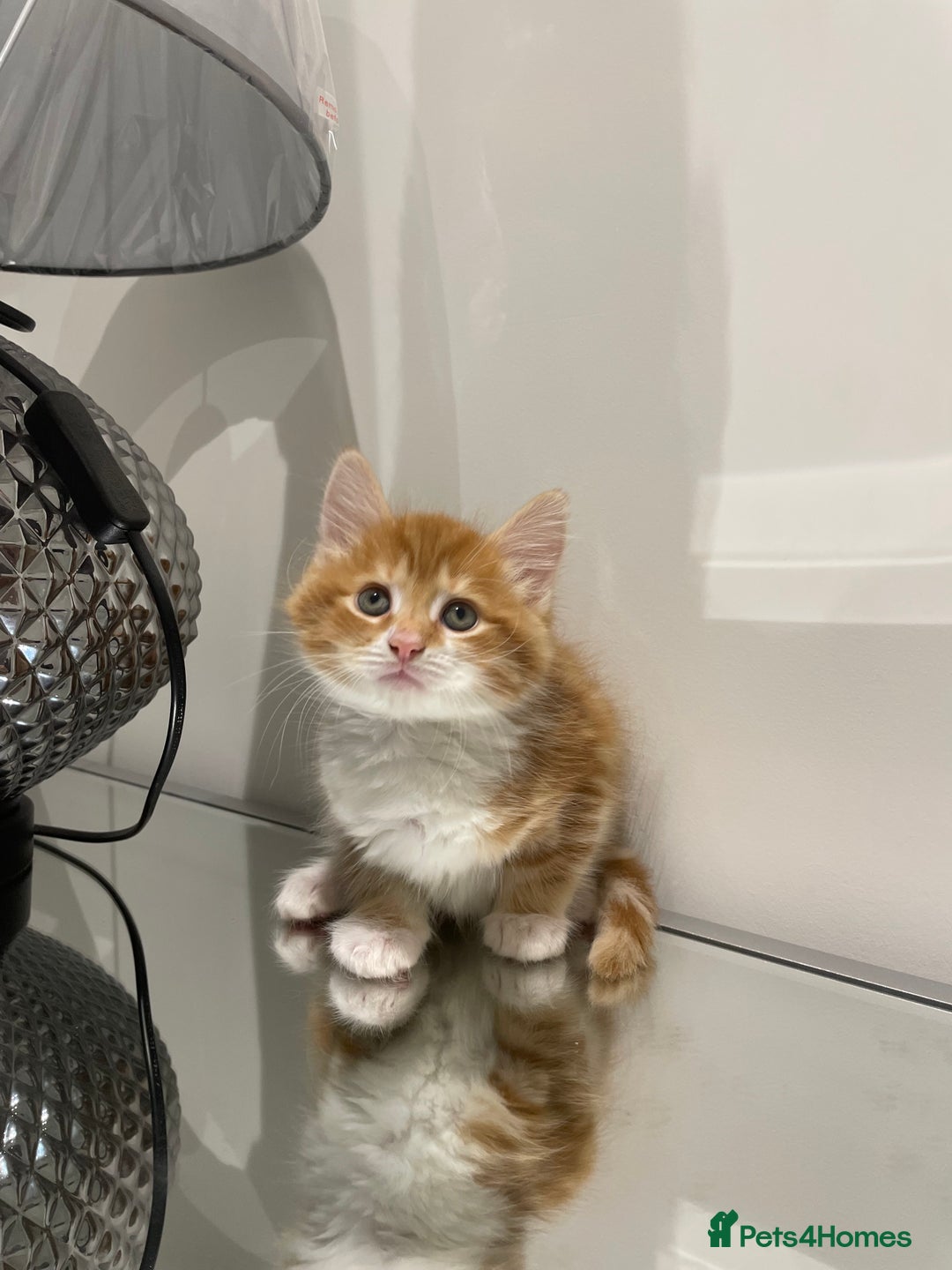 Mixed Breed cats for sale: Beautiful kittens ready to go now  - Advert 7