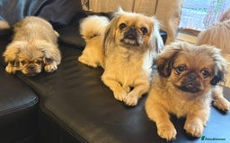 Pekingese dogs for sale: CARMEL - 2 Pekingese puppies BOYS ! Fully vaccinated! - Image 31