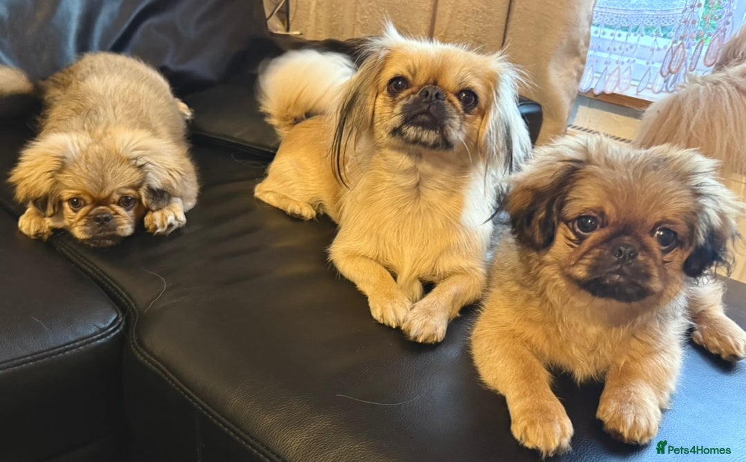 Pekingese dogs for sale: CARMEL - 2 Pekingese puppies BOYS ! Fully vaccinated! - Image 31