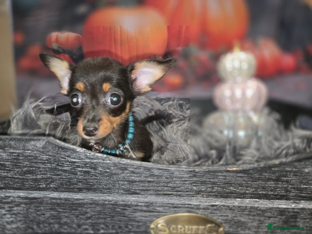 Mixed Breed dogs for sale: Pomweenies 💕💕 - Image 18