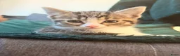 Mixed Breed cats for sale: 3 Beautiful Tabby & White Kittens - Advert 15