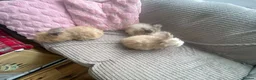 Angora rabbits for sale: English Full Face Angora Kits - Advert 6