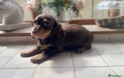 Miniature Dachshund dogs for sale: Mini dachshund puppies available  - Image 6