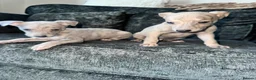 Whippet dogs for sale: Exceptional litter of KC registered whippets - Advert 8