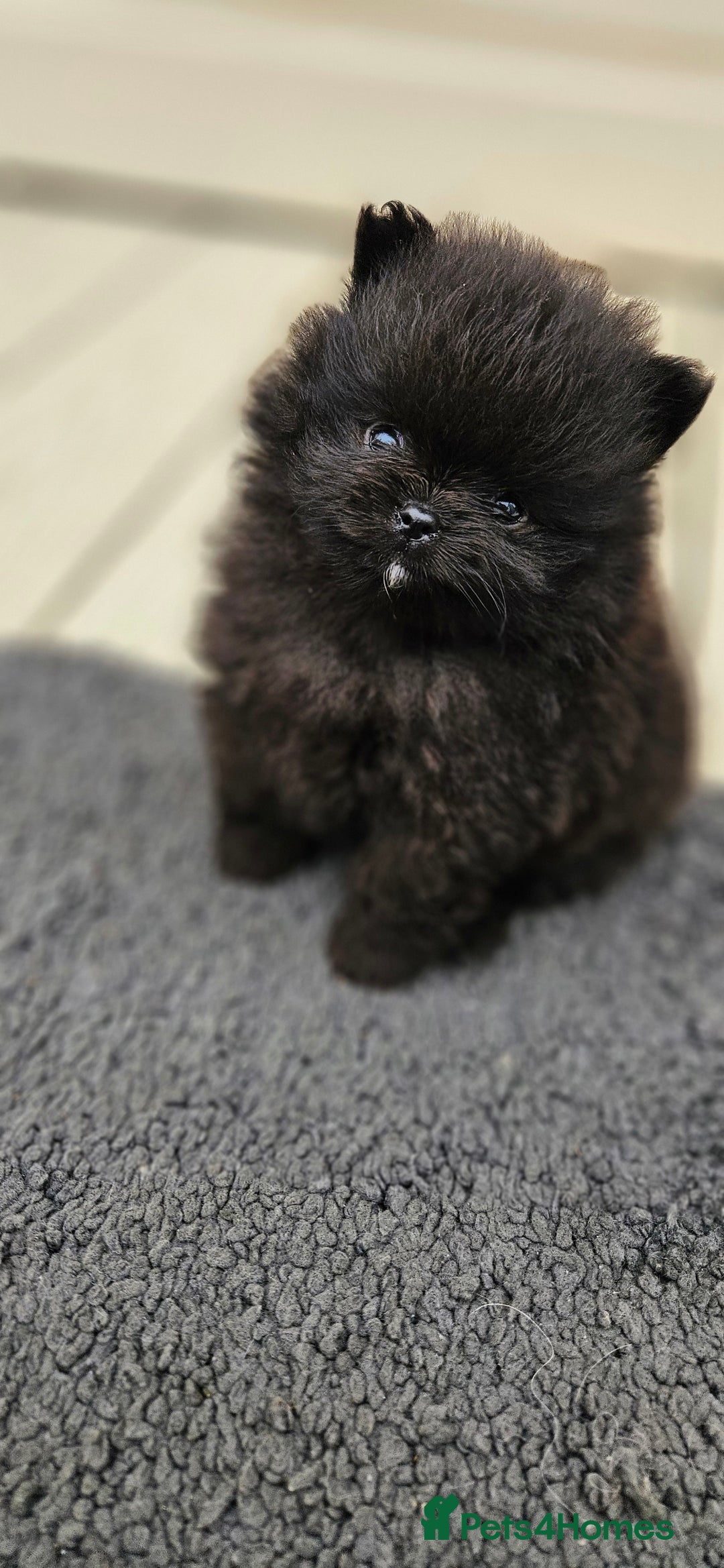 Pomeranian dogs for sale: teacup pomeranian puppies  - Image 7