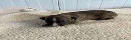 Whippet dogs for sale: Quality Whippet puppies - Advert 5