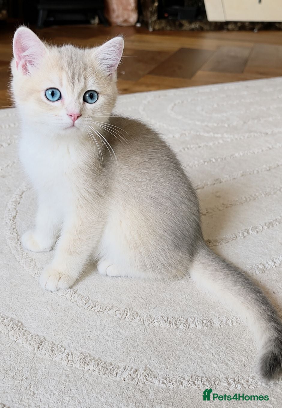 British Shorthair cats Exceptional GCCF Golden British Shorthair Kittens - Advert 10